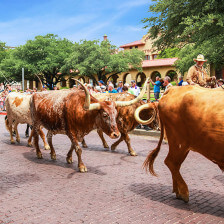 The daily Fort Worth Herd Cattle Drive in Fort Worth, Texas
