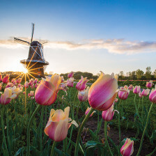 Windmill Island Gardens in Holland, Michigan