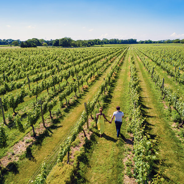 Strolling through the vineyard at Bedell Cellars in North Fork, Long Island, New York
