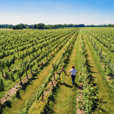 Strolling through the vineyard at Bedell Cellars in North Fork, Long Island, New York