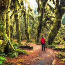 The mystical Hoh Rain Forest in Olympic National Park, Washington