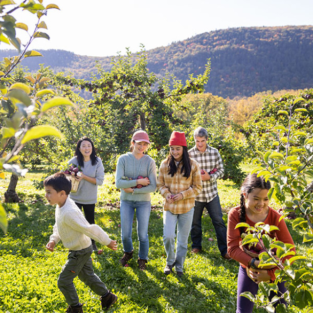 Family apple picking at Windy Hill Farm in Great Barrington, Massachusetts