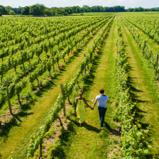 Strolling through the vineyard at Bedell Cellars in North Fork, Long Island, New York